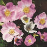 <i>Rosa froebelii</i> Christ rose photo