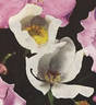 <i>Rosa froebelii</i> Christ rose photo