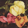 Dickson's Perfection rose photo