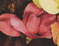 Dickson's Perfection rose photo