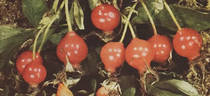 R. rugosa calocarpa rose photo