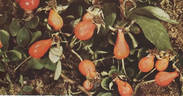 R. multibracteata rose photo