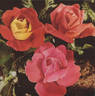 Dorothy McGredy rose photo