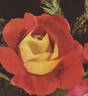 Dorothy McGredy rose photo