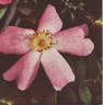 Claribel rose photo