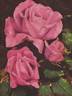 Souvenir de Georges Pernet rose photo