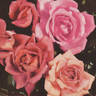 Ville de Saverne rose photo