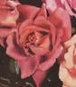 Ville de Saverne rose photo