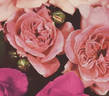 Hinrich Gaede rose photo