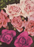 Weigand's 4701 rose photo
