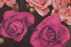 Weigand's 4701 rose photo