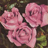 William Moore rose photo