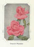 Imperial Potentate rose photo