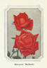 Margaret McGredy rose photo