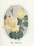 Mrs. Beckwith rose photo