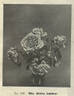 Mademoiselle Hélène Gambier rose photo