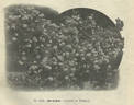 Bar-le-Duc rose photo