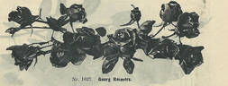 Georg Reimers rose photo