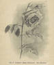 Gustav Grünerwald rose photo