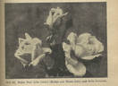 Belle Siebrecht rose photo
