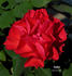 Fusilier rose photo