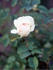 Joan Fontaine rose photo
