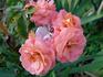 Deb's Delight rose photo