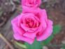 Duchess rose photo