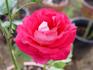 Exciting rose photo