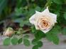 Latte rose photo