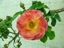 Cambridgeshire rose photo