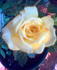 Ko's Yellow rose photo
