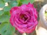 Harlequin ™ rose photo