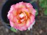 Laguna rose photo