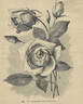 Belle Siebrecht rose photo
