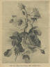 Clara Watson rose photo