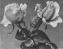 Boadicea rose photo