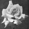 Hélène Guillot rose photo