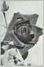Gloire de Hollande rose photo