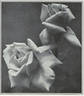 Aspirant Marcel Rouyer rose photo