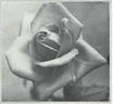 Nelly Verschuren rose photo