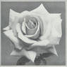 Freiburg II rose photo