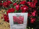 Milano rose photo