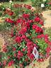 Milano rose photo