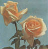 Aspirant Marcel Rouyer rose photo