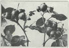 R. tomentella rose photo