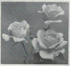 Hortulanus Fiet rose photo