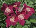 Rouge de Plaisir rose photo