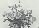 Gustav Grünerwald rose photo