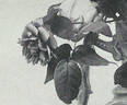 Annemarie Jacobs rose photo